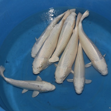 Small Sansai Platina